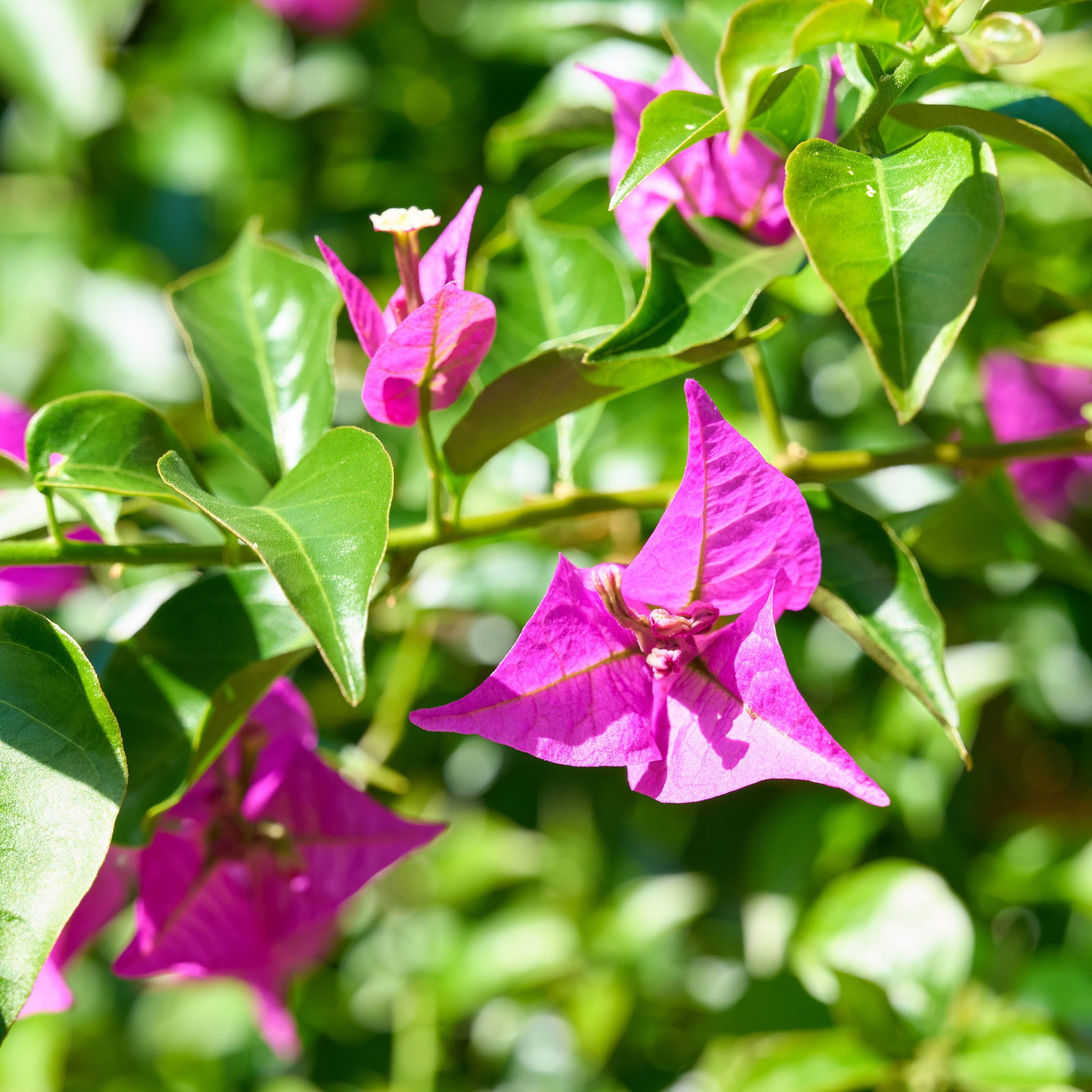 Drillingsblume - Bougainvillea gnstig kaufen