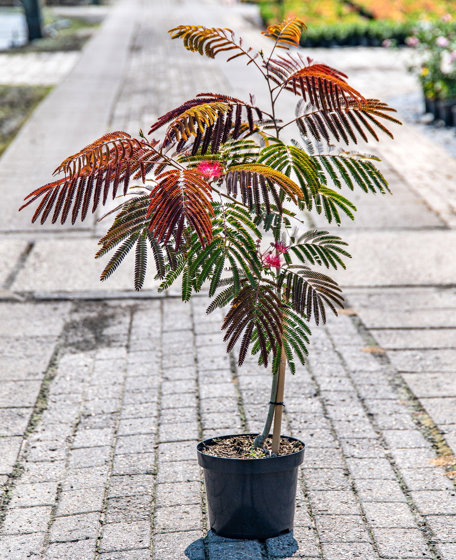 Albizia New Purple