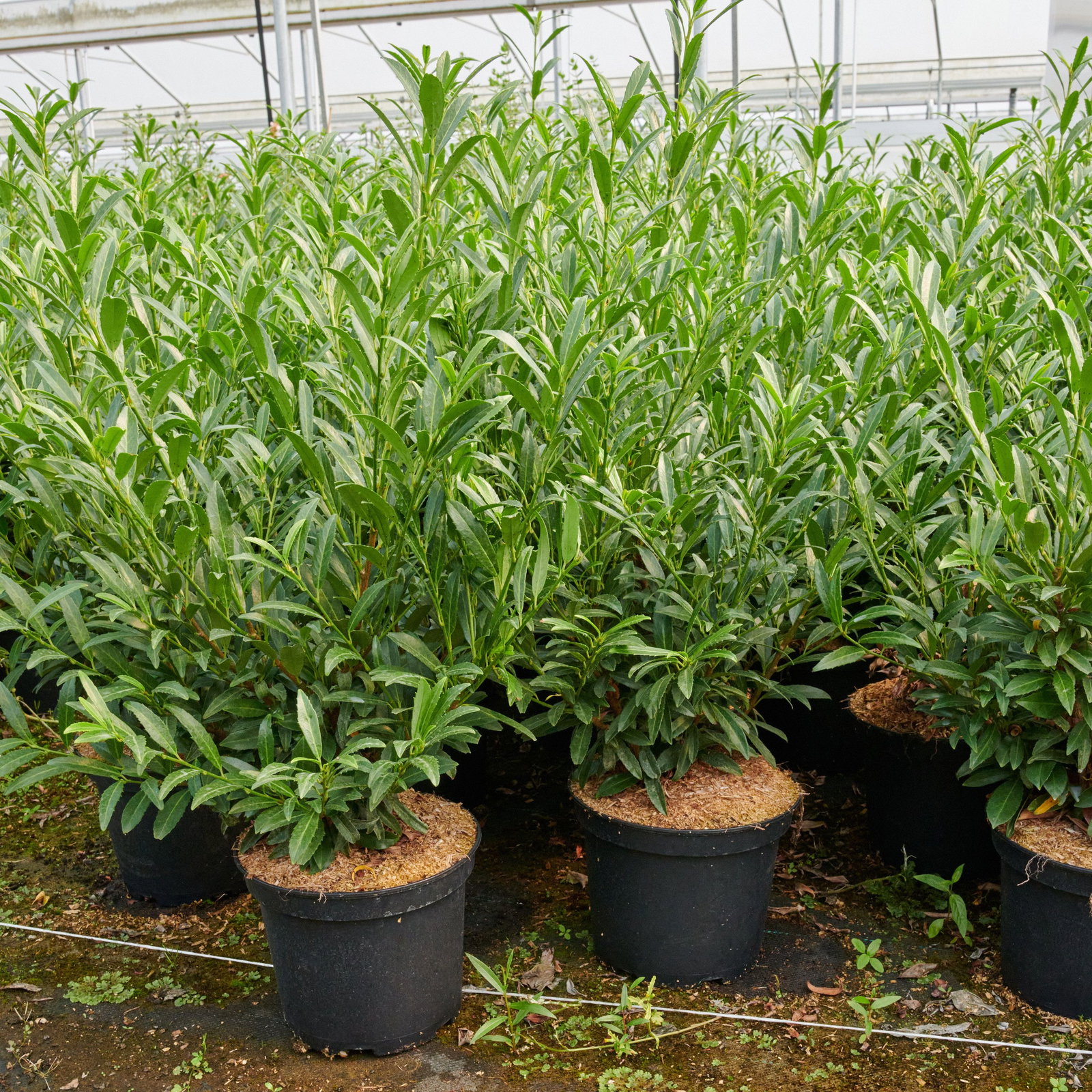 Kirschlorbeer Sofia - Prunus laurocerasus Sofia gnstig kaufen