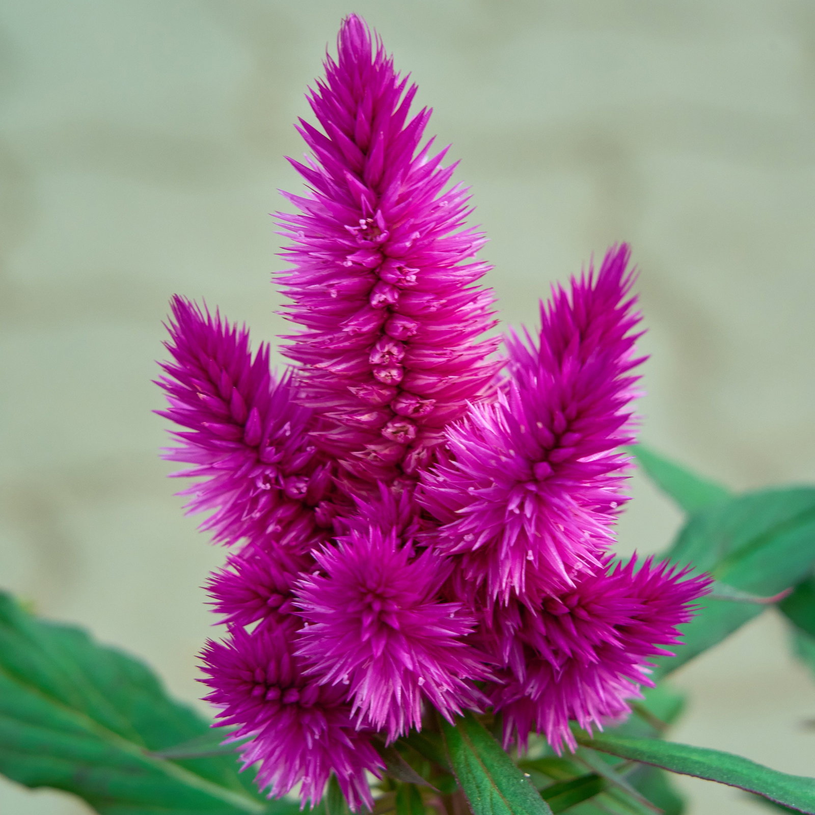 Celosia Silber-Brandschopf - Celosia argentea gnstig kaufen