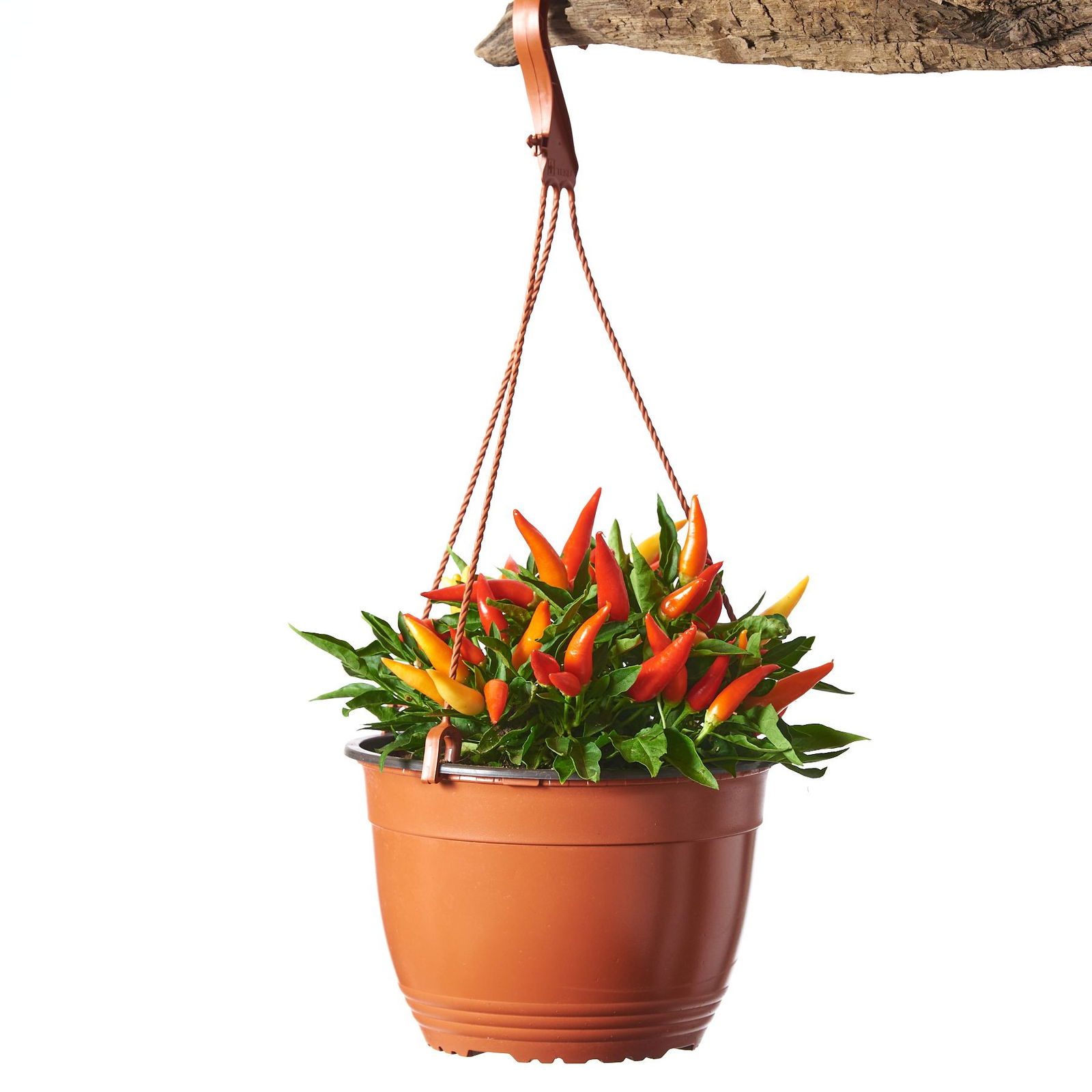 Chili Ampel / Spanischer Pfeffer Capsicum annuum günstig kaufen