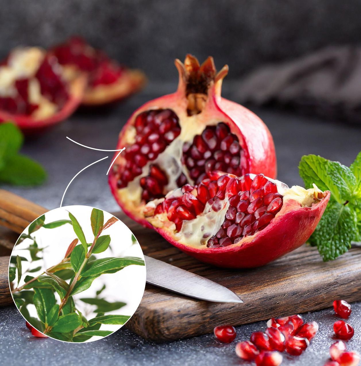 Bio Granatapfel Acco - Bio Punica granatum Acco gnstig kaufen
