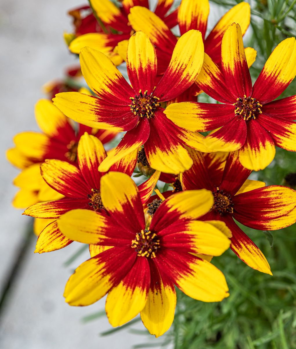 Quirlblättriges Mädchenauge Corleone Red & Yellow Coreopsis