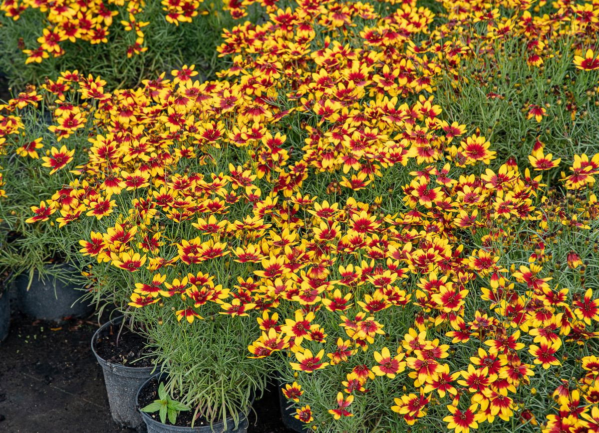 Quirlblättriges Mädchenauge Corleone Red & Yellow Coreopsis