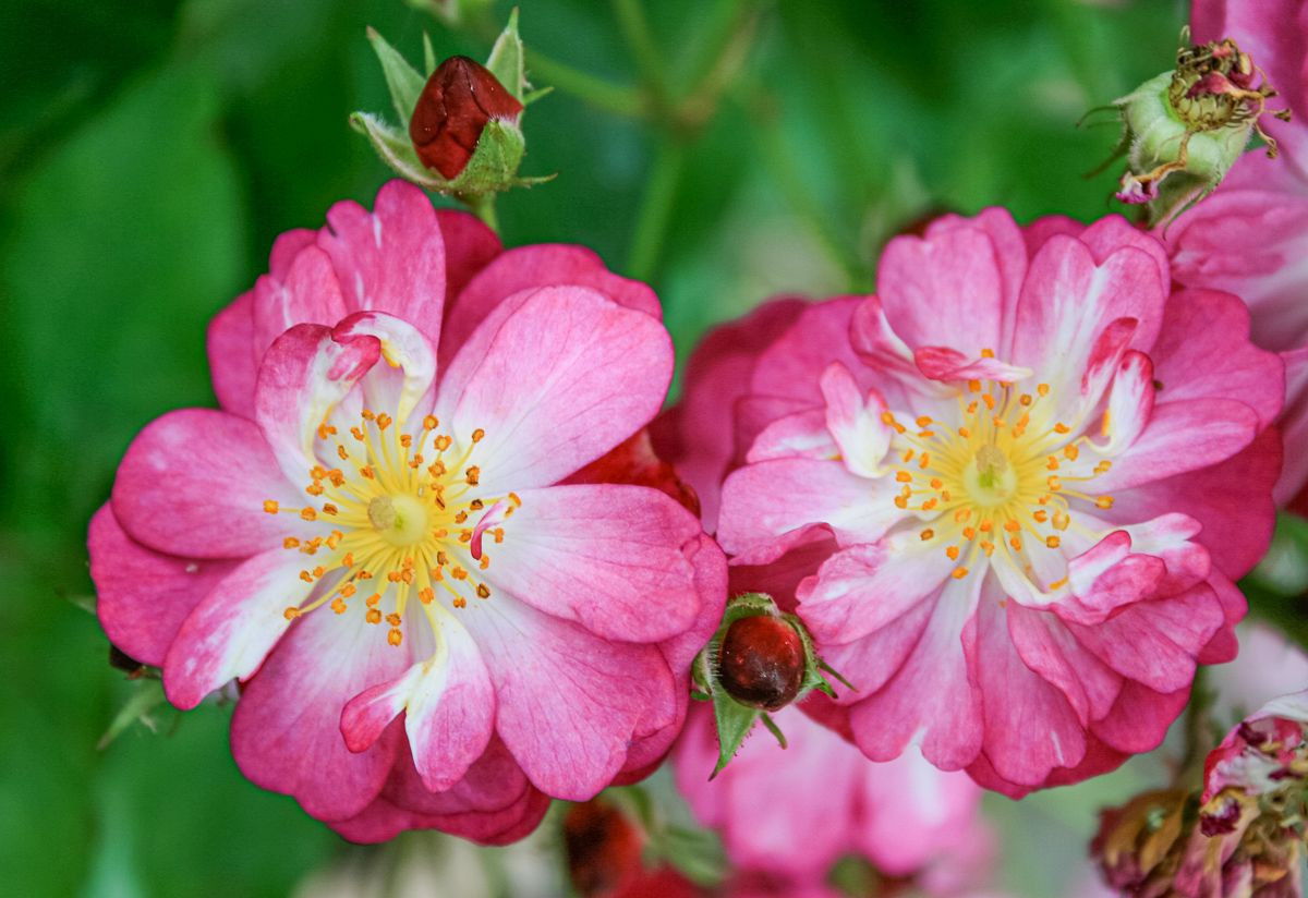 Rosa Filipes Kiftsgate Violett Rosa Filipes Kiftsgate violett günstig