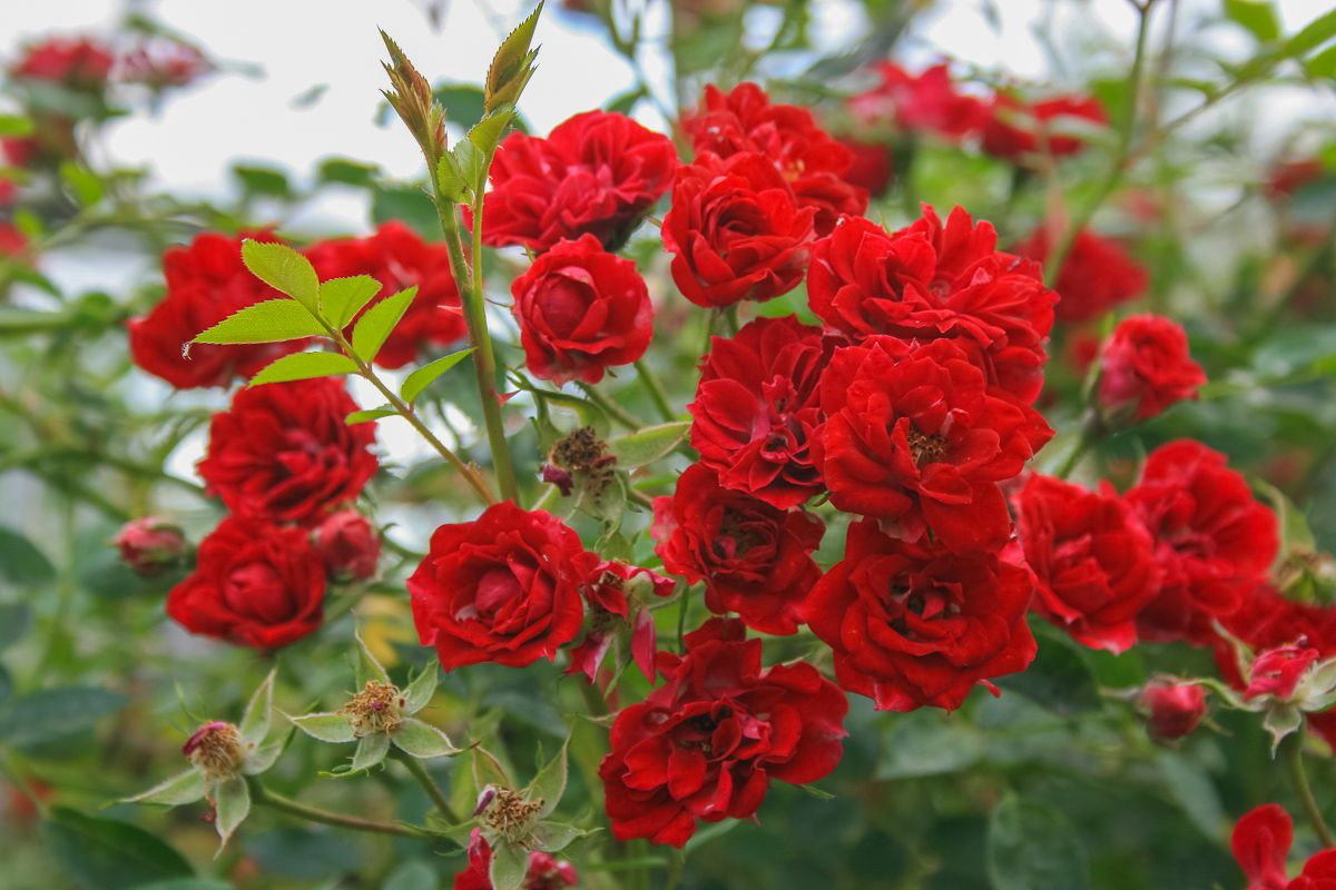 Rose Yosemite Falls Rosa Yosemite Falls günstig kaufen