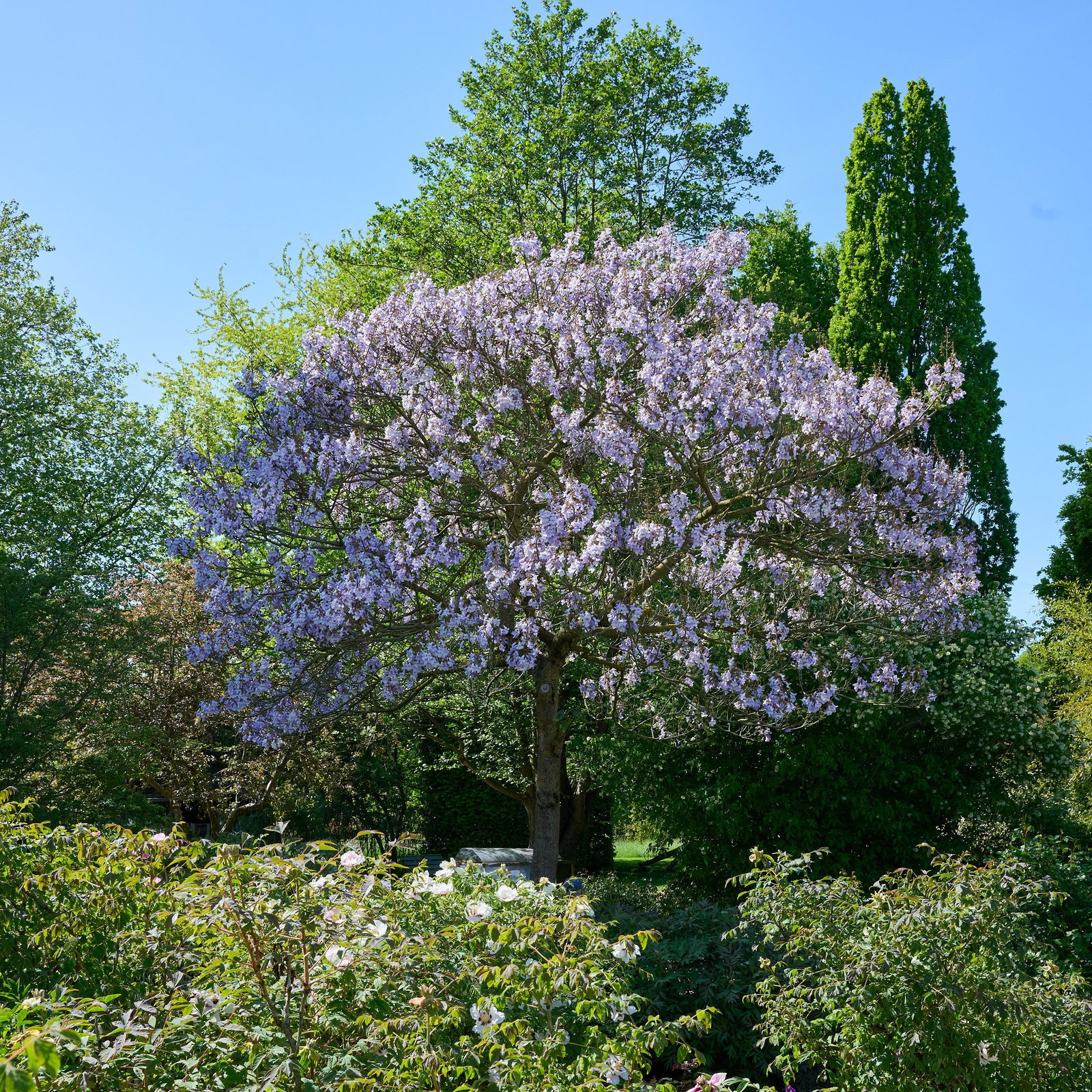Blauglockenbaum - Paulownia tomentosa gnstig kaufen