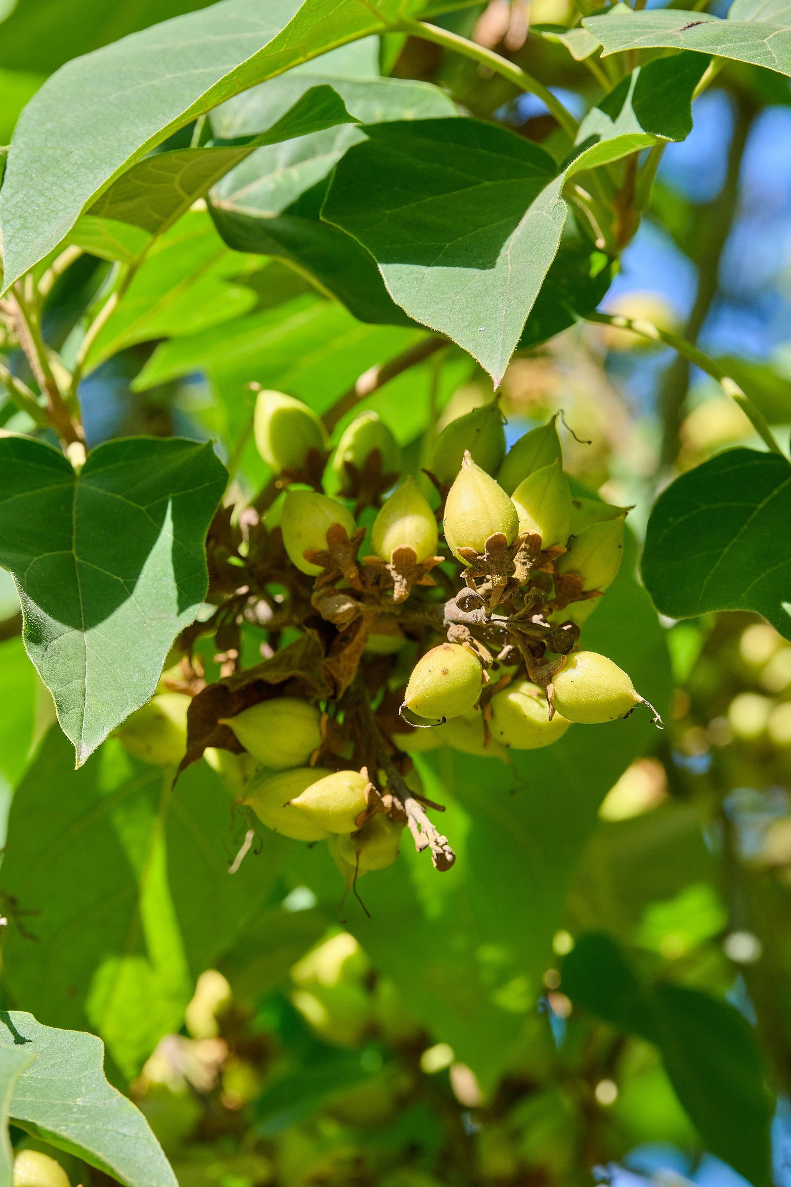 blauglockenbaum-paulownia-tomentosa-g-nstig-kaufen