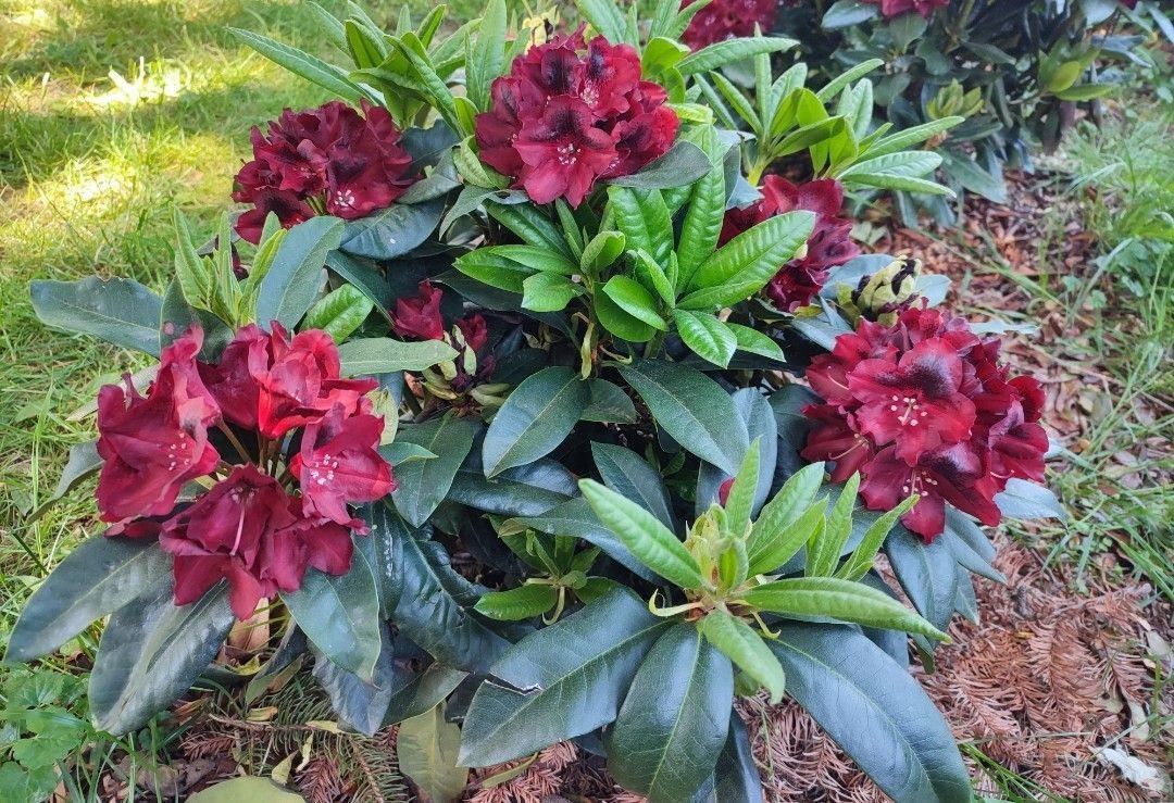 Rhododendron Edith Hachmann - Rhododendron Hybride Edith Hachmann gnstig  kaufen