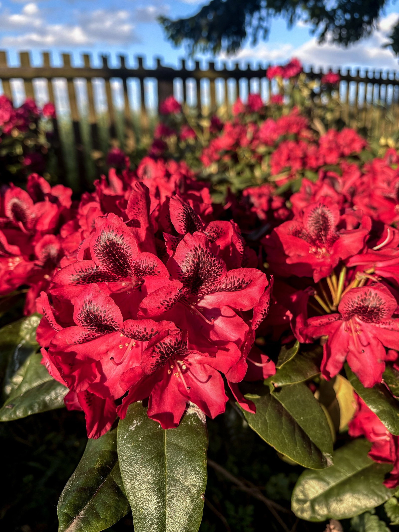 niedriger rhododendron Premier Plant Solutions 11931 Rhododendron Nova Zembla, 3 Gallon main image 0