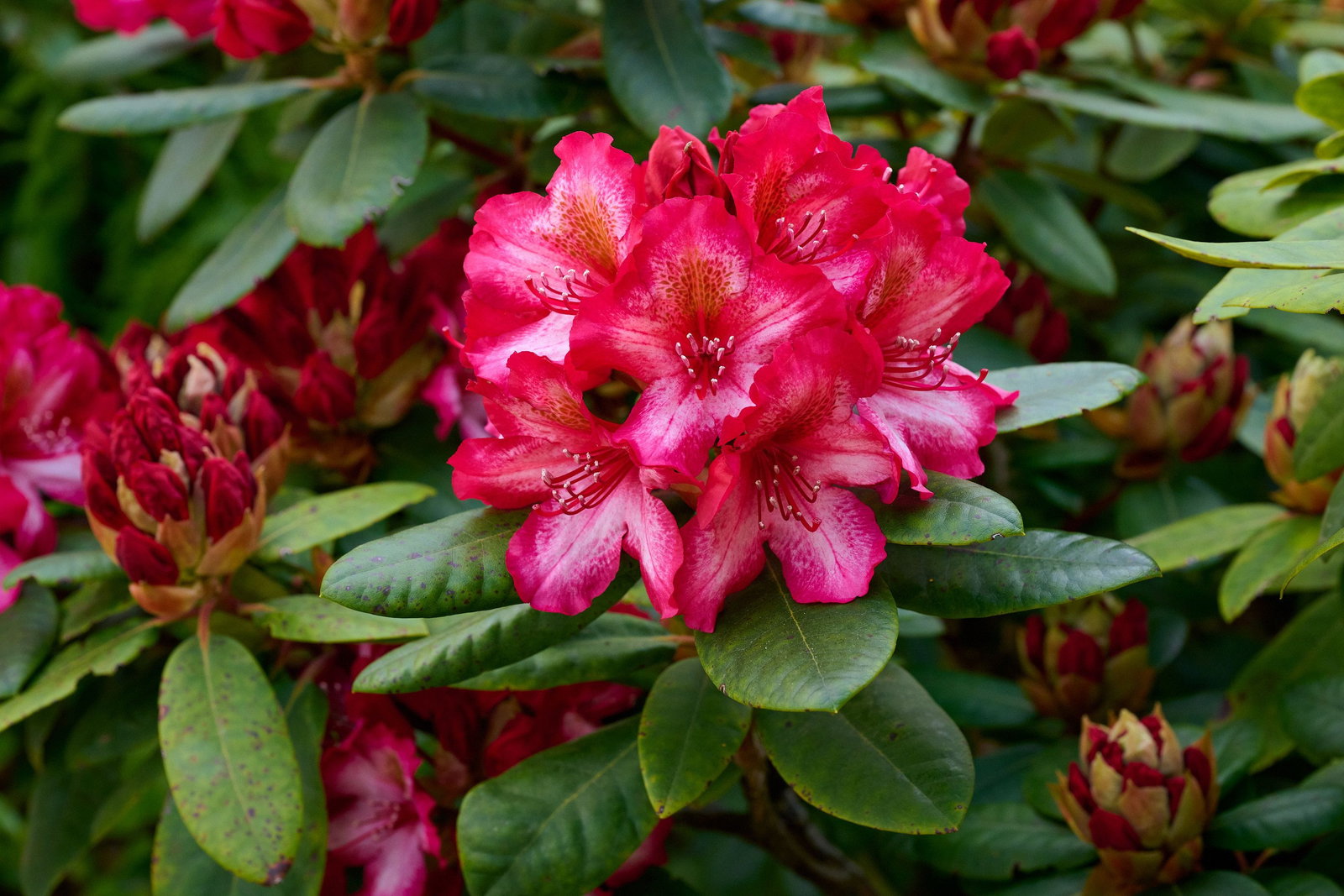 Rhododendron Erdbeerkuss - Rhododendron hybride Erdbeerkuss gnstig kaufen