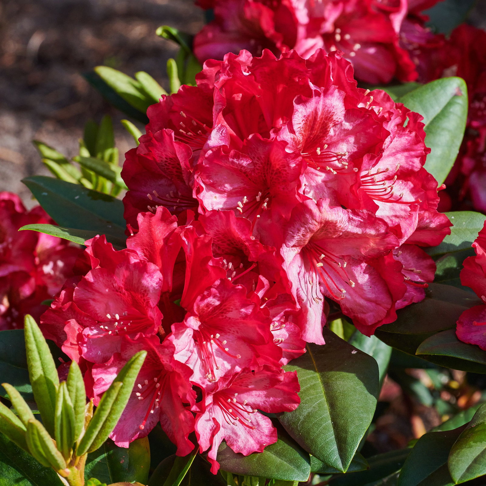 rhododendron complexum Rhododendron Roseum Elegans 21-24