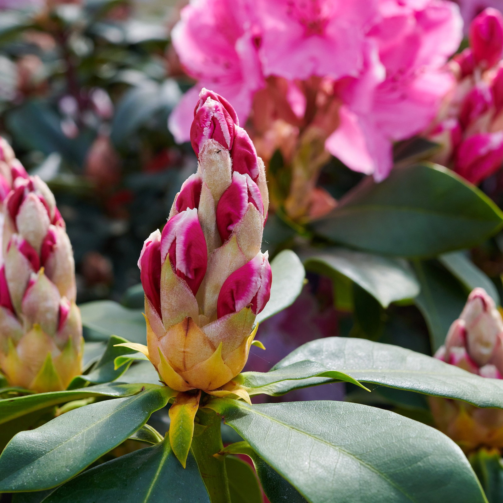 rhododendron bouturage Boursault Catawba Rhododendron main image 1