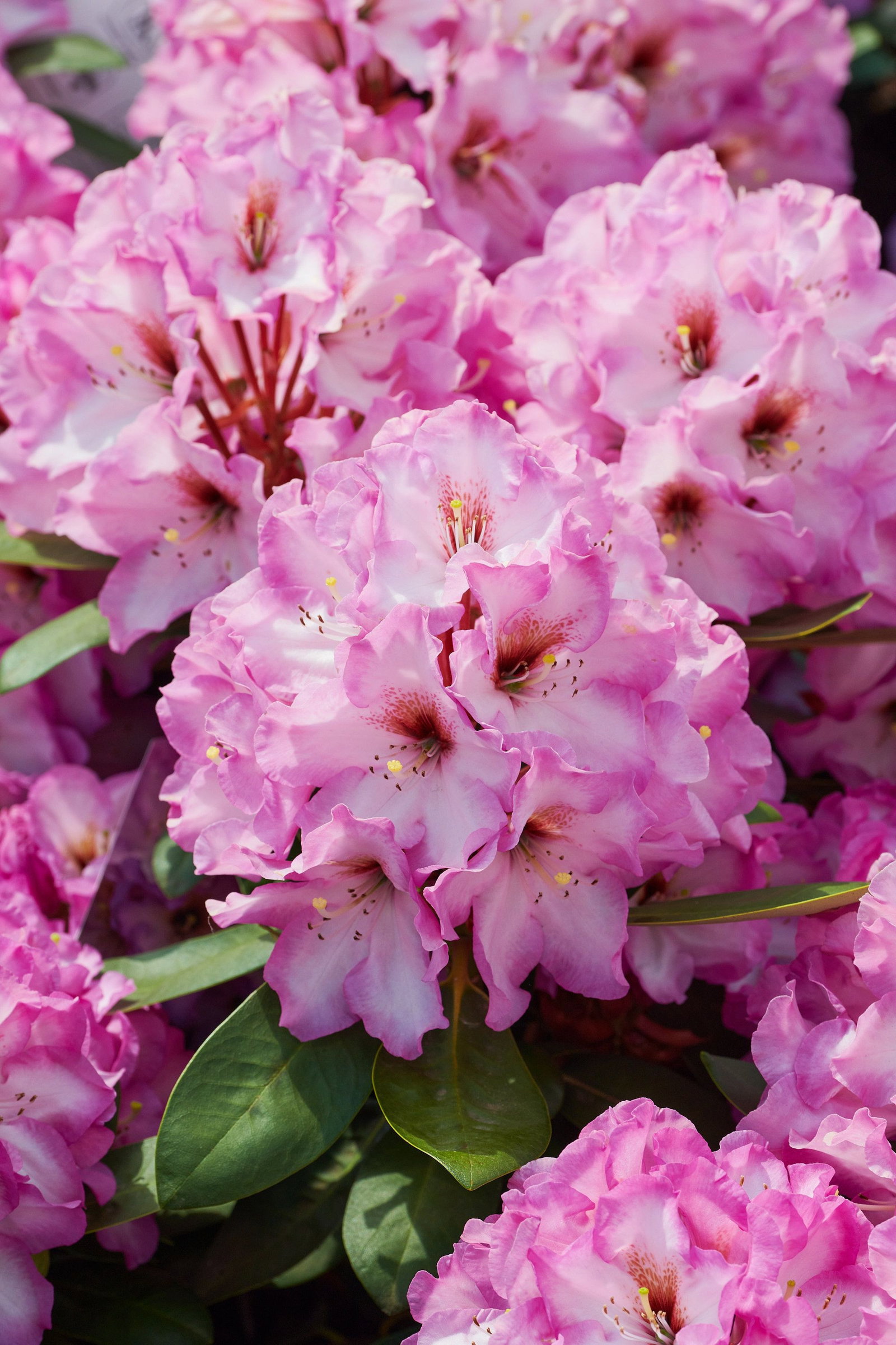 Rhododendron Painting Prince - Rhododendron Hybride Painting Prince gnstig  kaufen