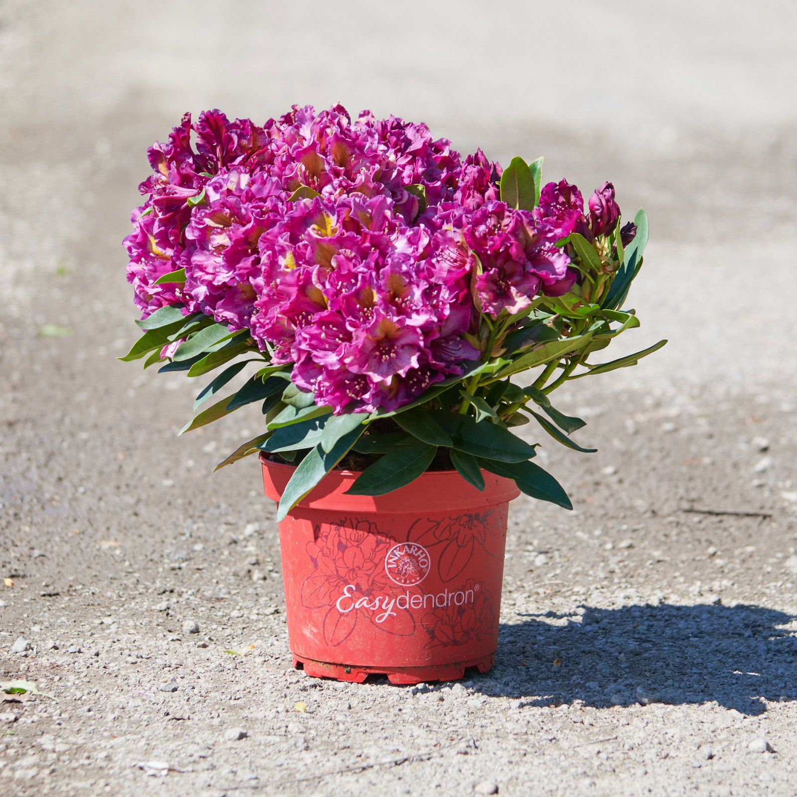 blume rhododendron Rhododendron lila | kaufen main image 0