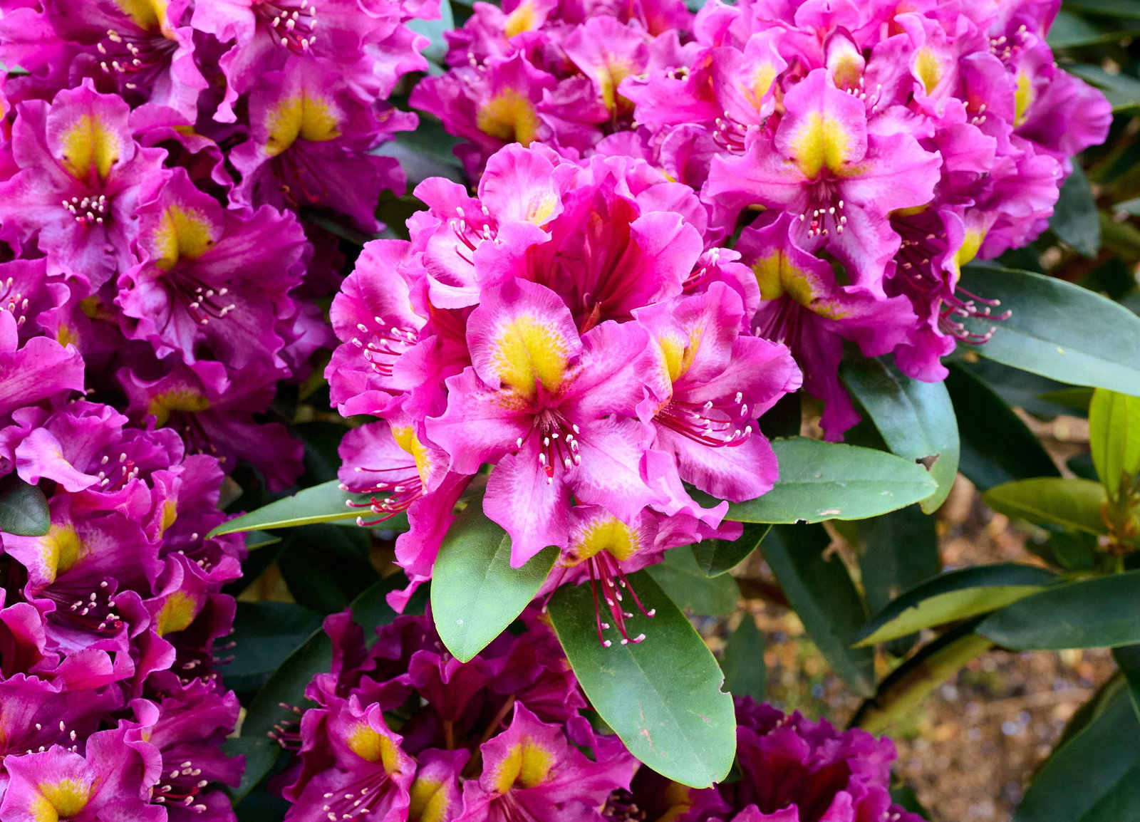 Rhododendron September Blues - Rhododendron Hybride September Blues gnstig  kaufen