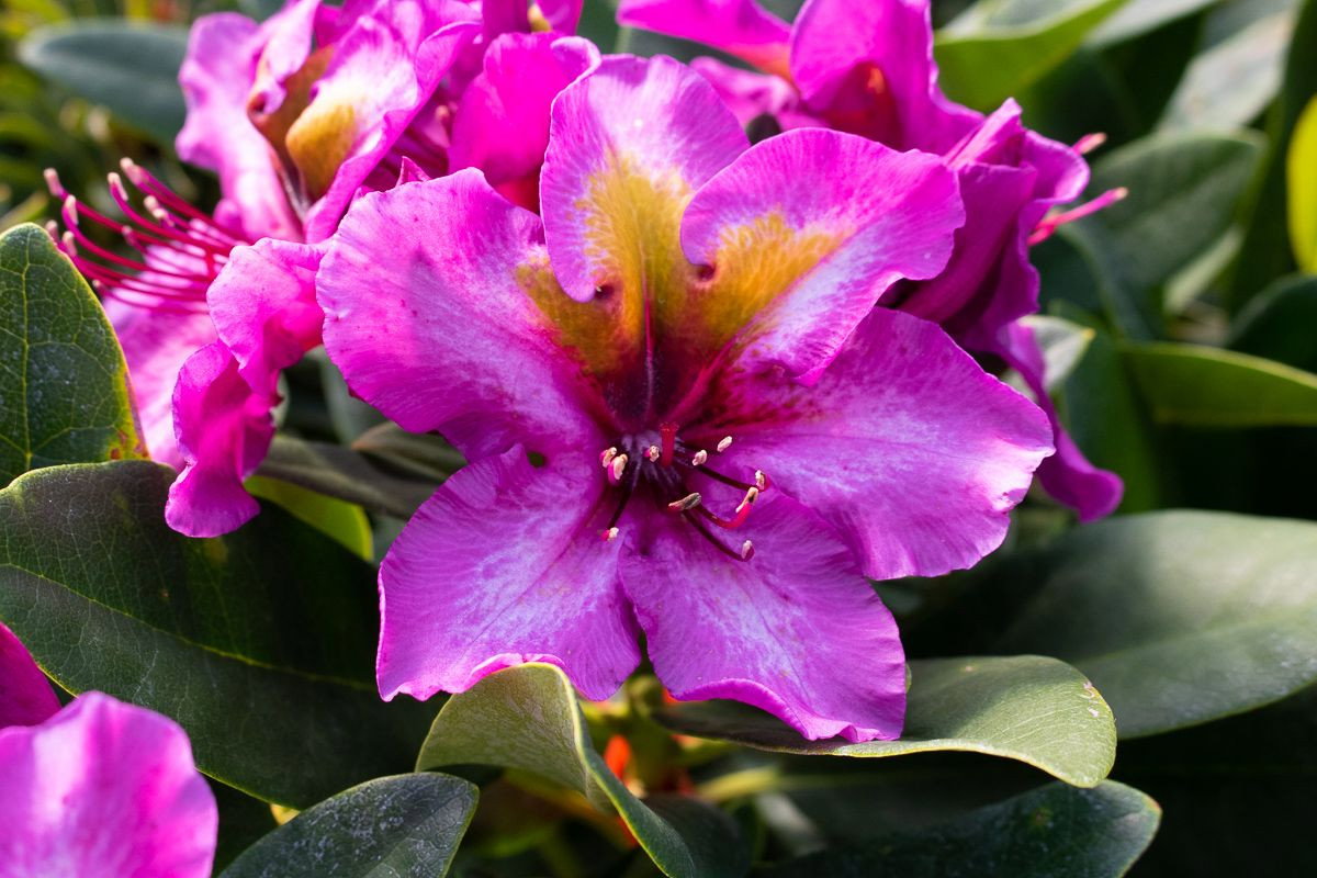September Rhododendron Rhododendron September Blues - Rhododendron Hybride September Blues ...