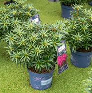 Rhododendron Grazeasy Dark Pink - Rhododendron ponticum Grazeasy Dark  Pink gnstig kaufen