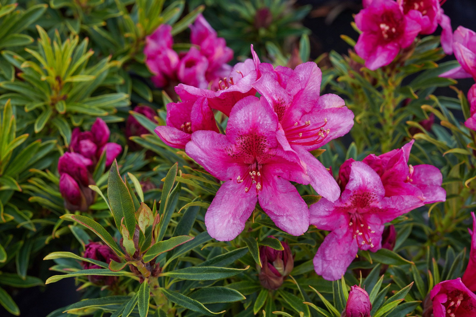 Rhododendron Filigran - Rhododendron ponticum Filigran gnstig kaufen