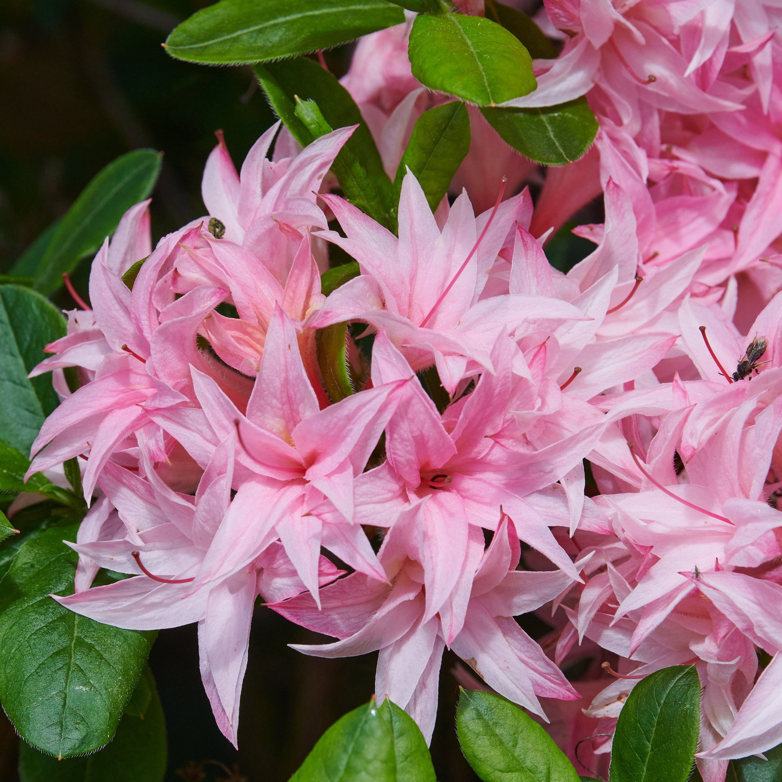 Sommergrne Azalee Ben Lomond - Rhododendron luteum Ben Lomond gnstig  kaufen