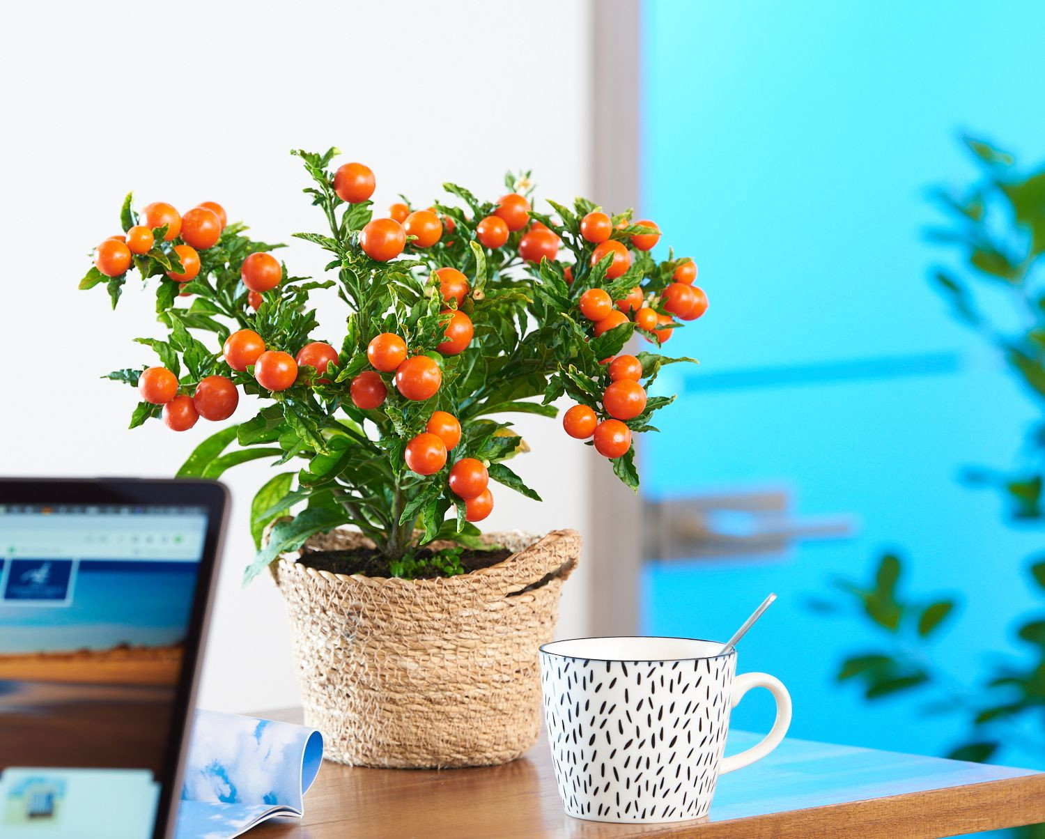 Korallenstrauch Solanum pseudocapsicum günstig kaufen