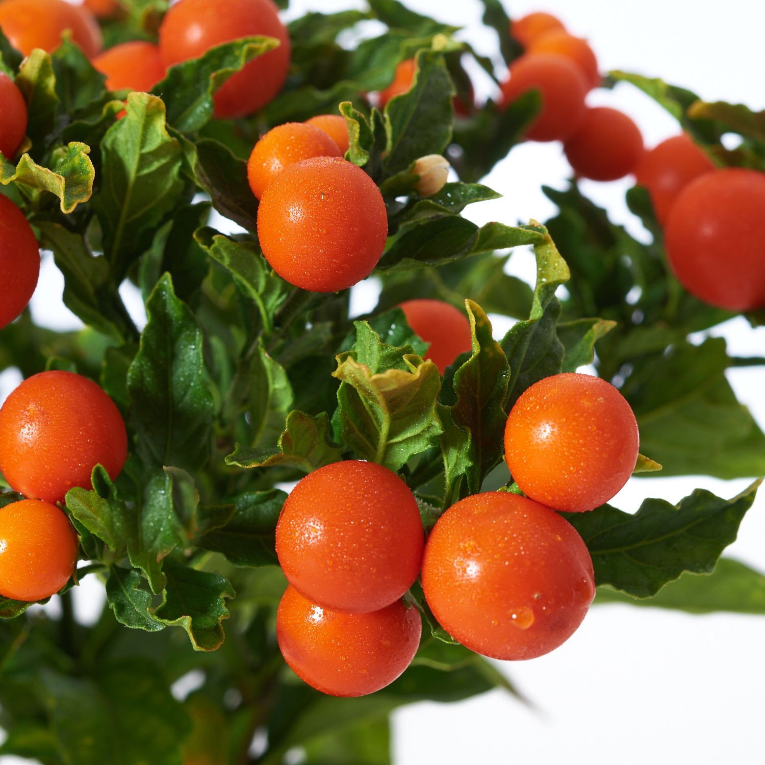 Korallenstrauch - Solanum pseudocapsicum gnstig kaufen