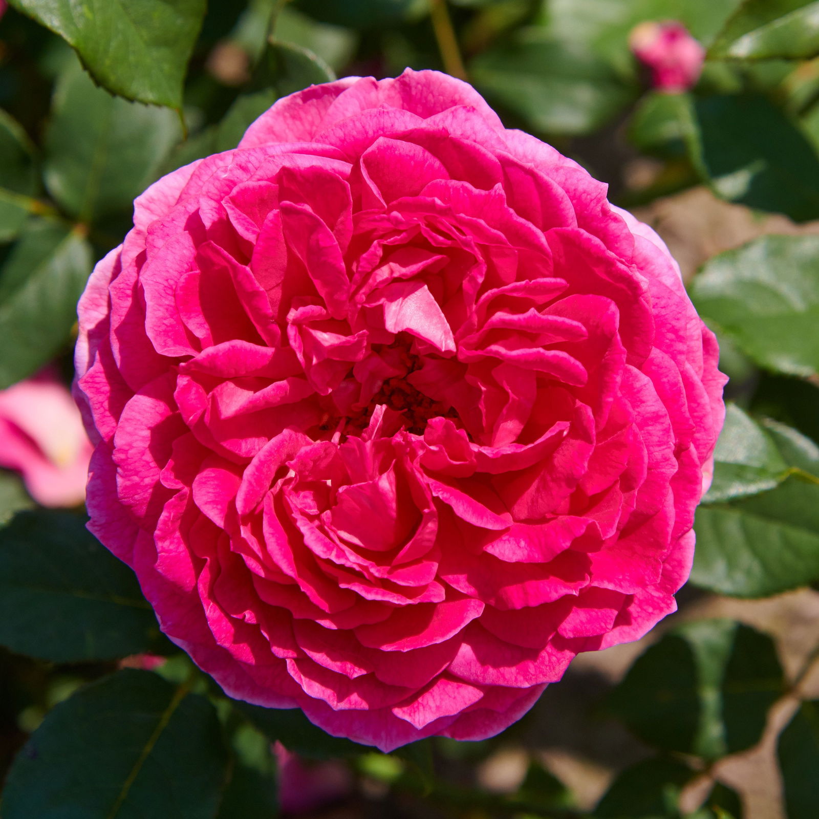 Rose Gabriel Oak - Rosa Gabriel Oak günstig kaufen