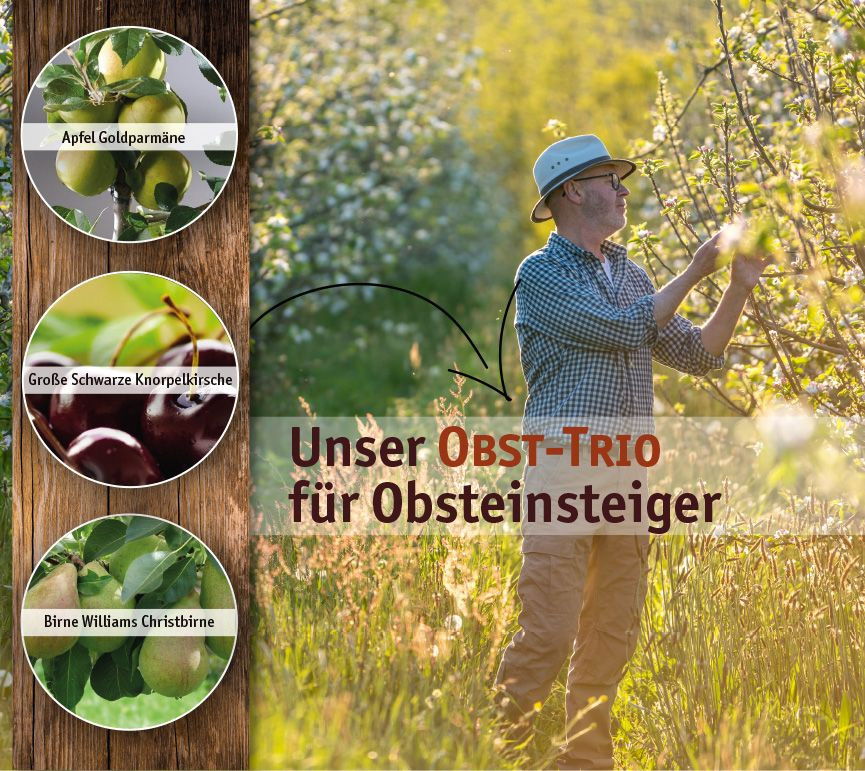 VAH Zielscheiben Trio Obst - Holz Bogenschießen Für Kinder Ab 3 Jahren