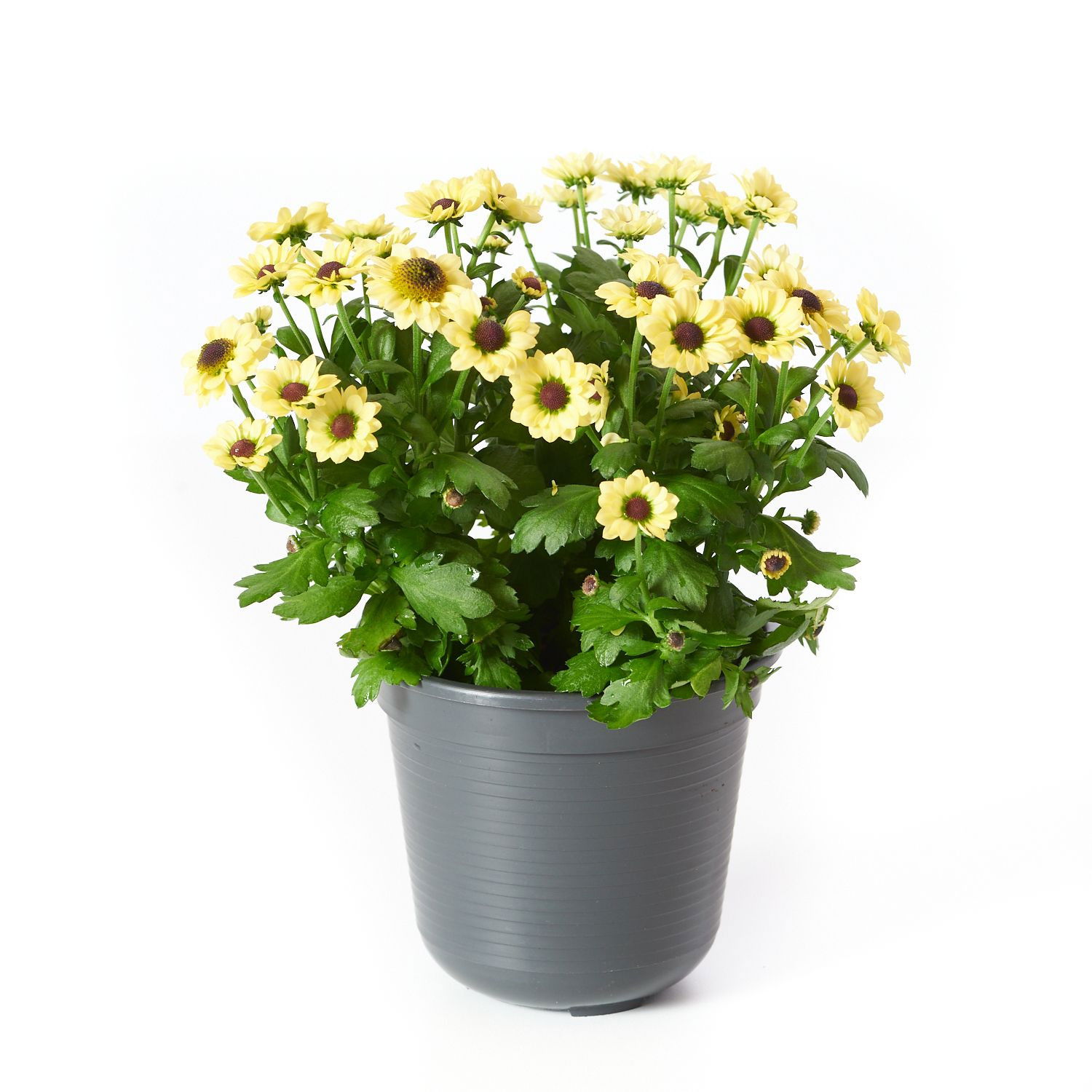 Chrysantheme Yin Yang Chrysanthemum Indicum Grp Yin Yang günstig kaufen