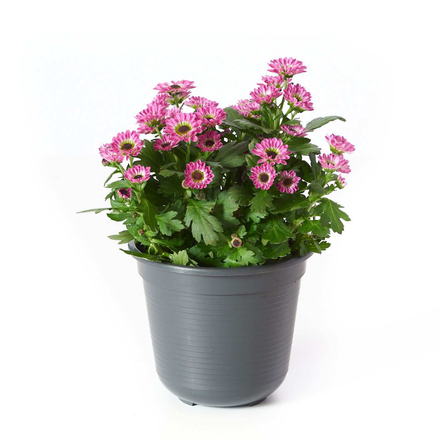 Chrysantheme Yin Yang Chrysanthemum Indicum Grp Yin Yang günstig kaufen