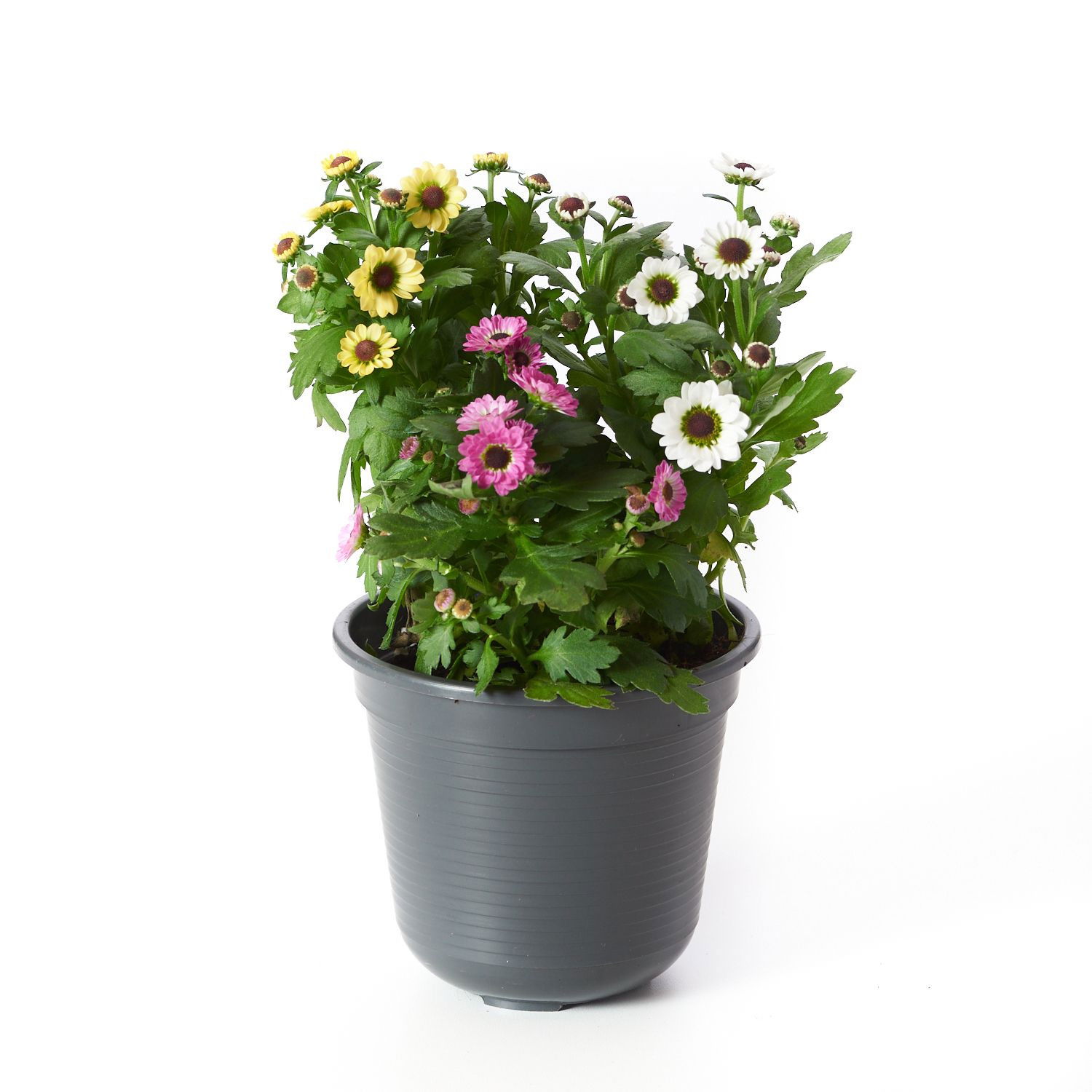 Chrysantheme Yin Yang Chrysanthemum Indicum Grp Yin Yang günstig kaufen