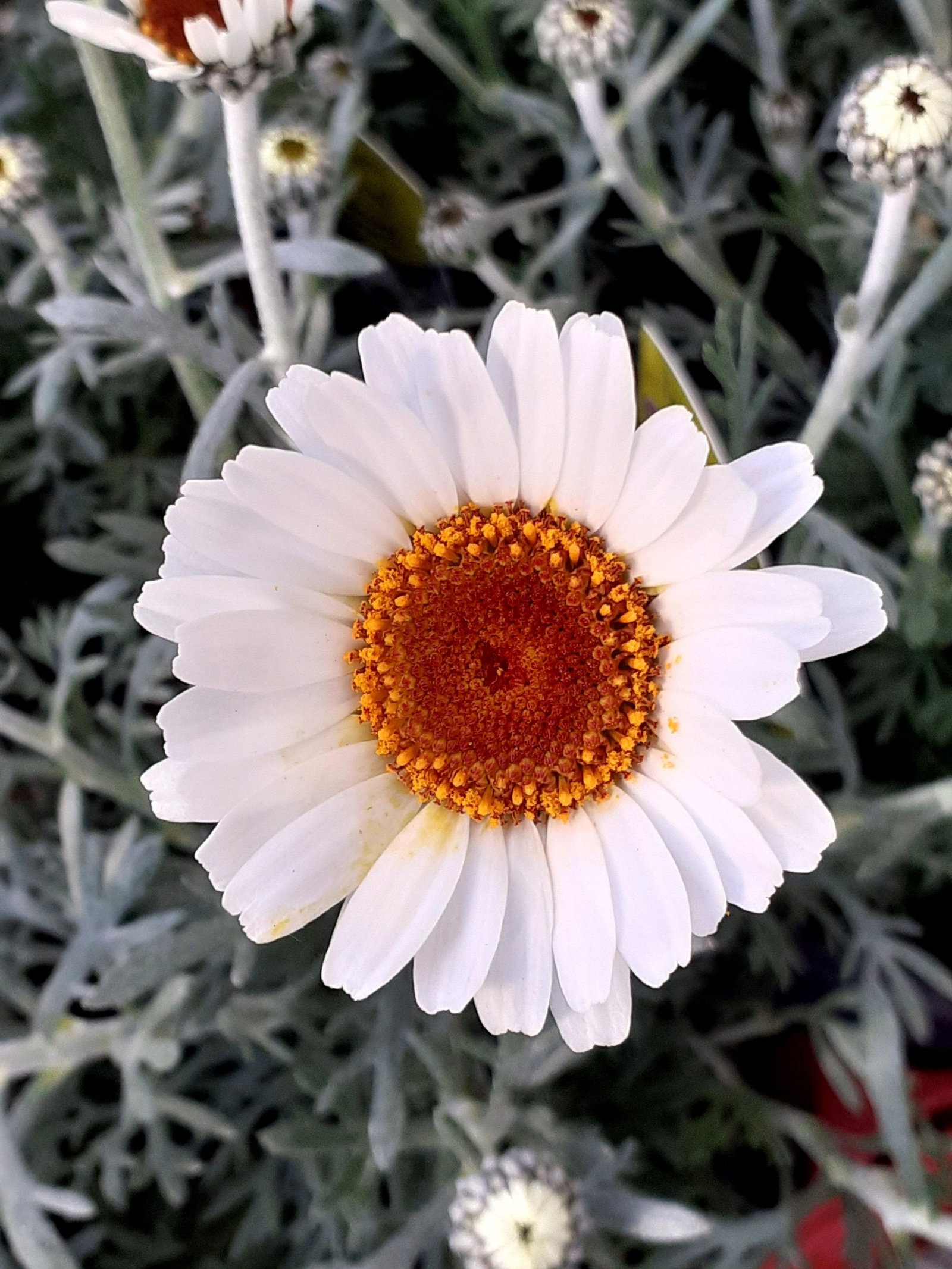 Marokkanische Margerite Casablanca - Rhodanthemum hybride Casablanca  gnstig kaufen