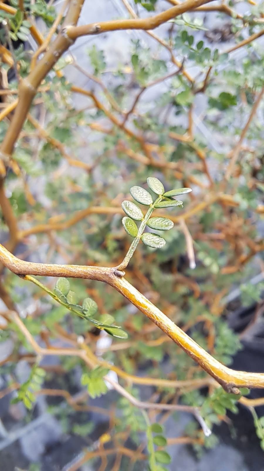 Schnurbaum Little Baby - Sophora prostrata Little Baby gnstig kaufen
