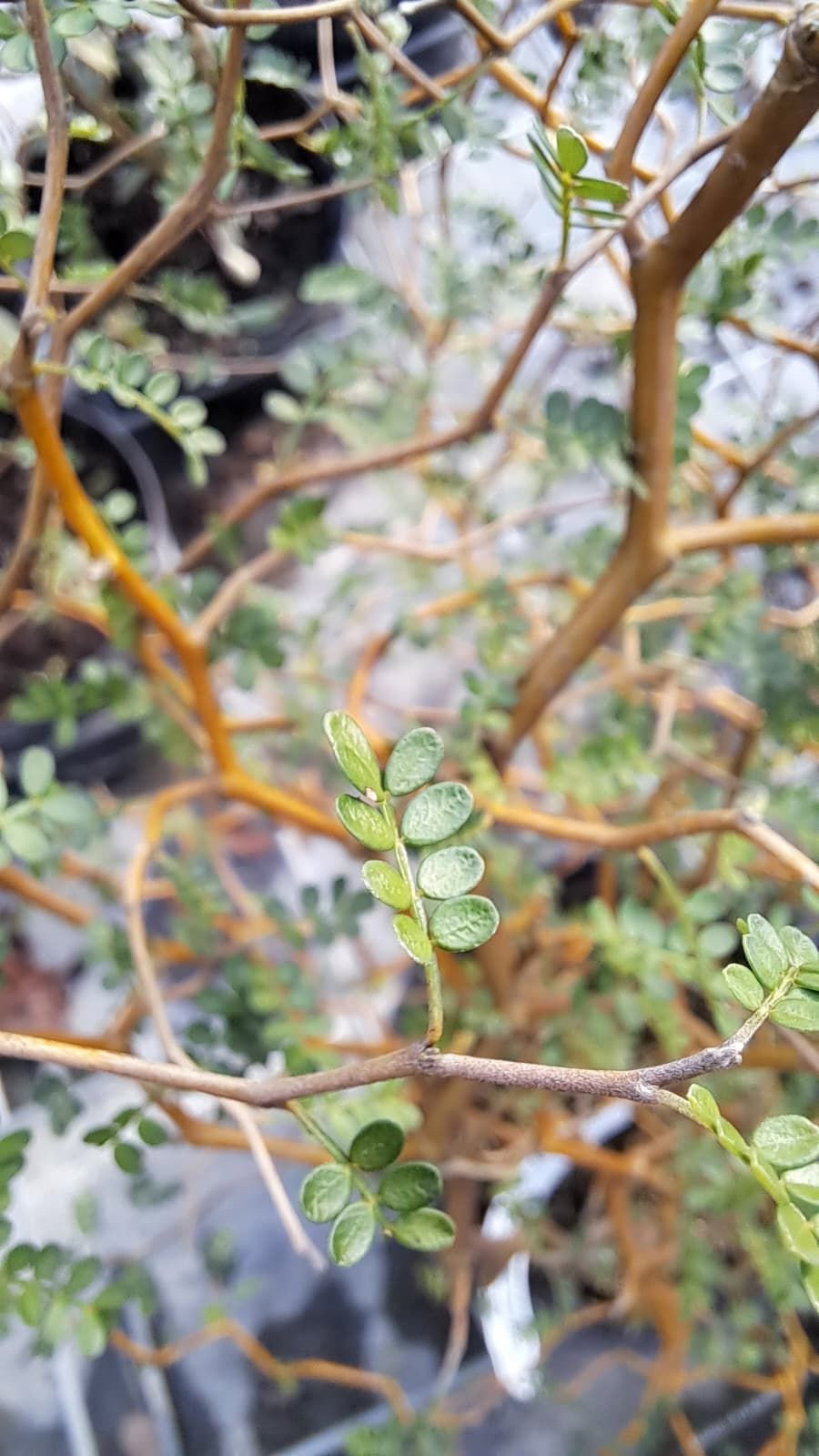 Schnurbaum Little Baby - Sophora prostrata Little Baby gnstig kaufen