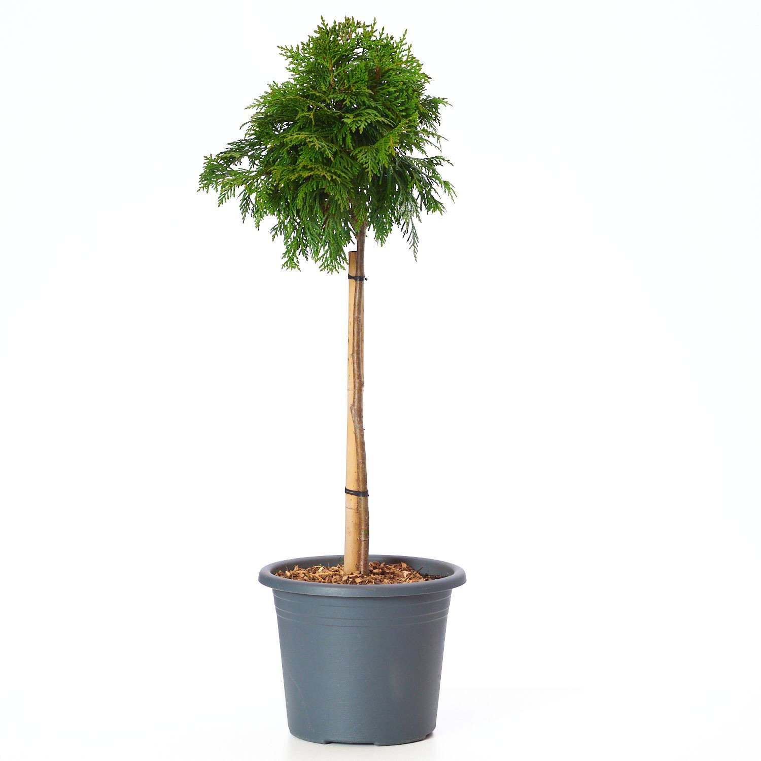 Lebensbaum Eschrichs Grne Kugel - Thuja plicata Eschrichs Grne Kugel  gnstig kaufen
