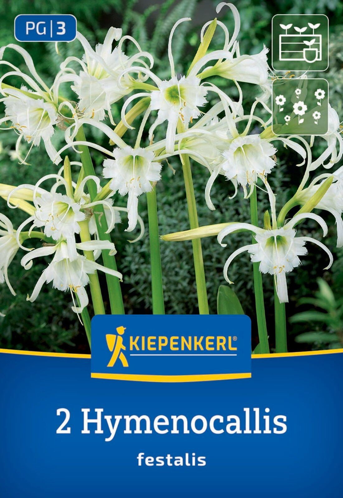 Schnhutchen Ismene - Kiepenkerl Hymenocallis festalis gnstig kaufen