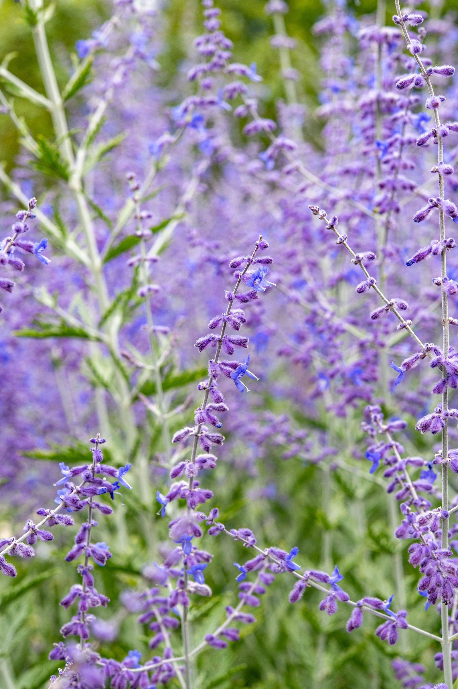 Blauraute - Perovskia abrotanoides gnstig kaufen