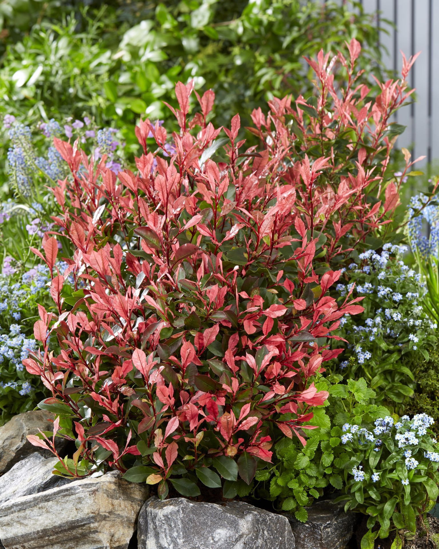 Glanzmispel Little Perfecta  - Photinia fraseri Little Perfecta  gnstig  kaufen