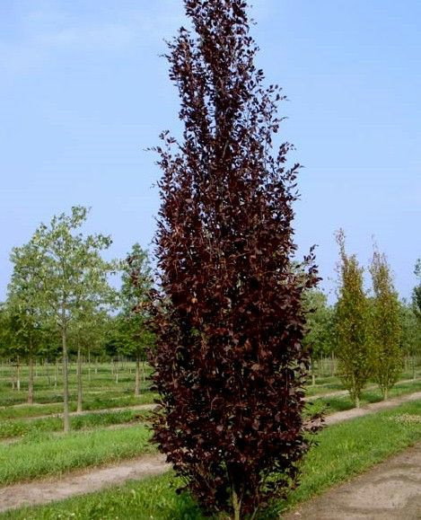 Rotbuche - Fagus sylvatica Albovariegata gnstig kaufen