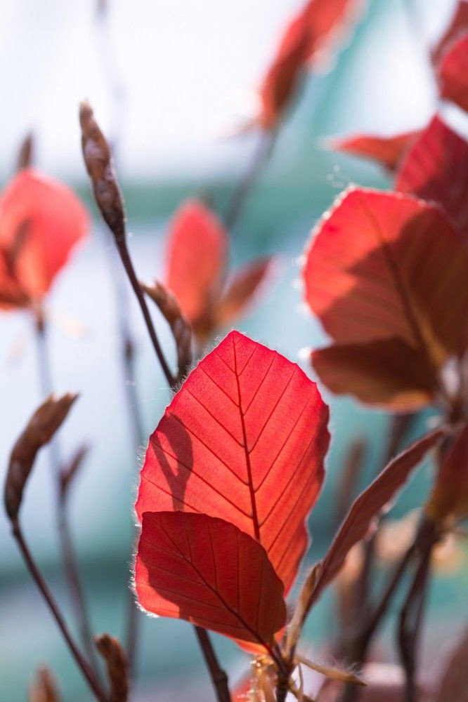 Rotbuche - Fagus sylvatica Albovariegata gnstig kaufen