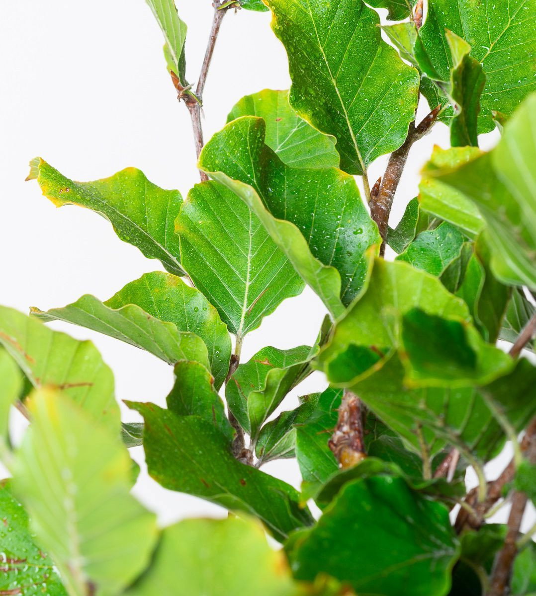 Rotbuche - Fagus sylvatica Albovariegata gnstig kaufen