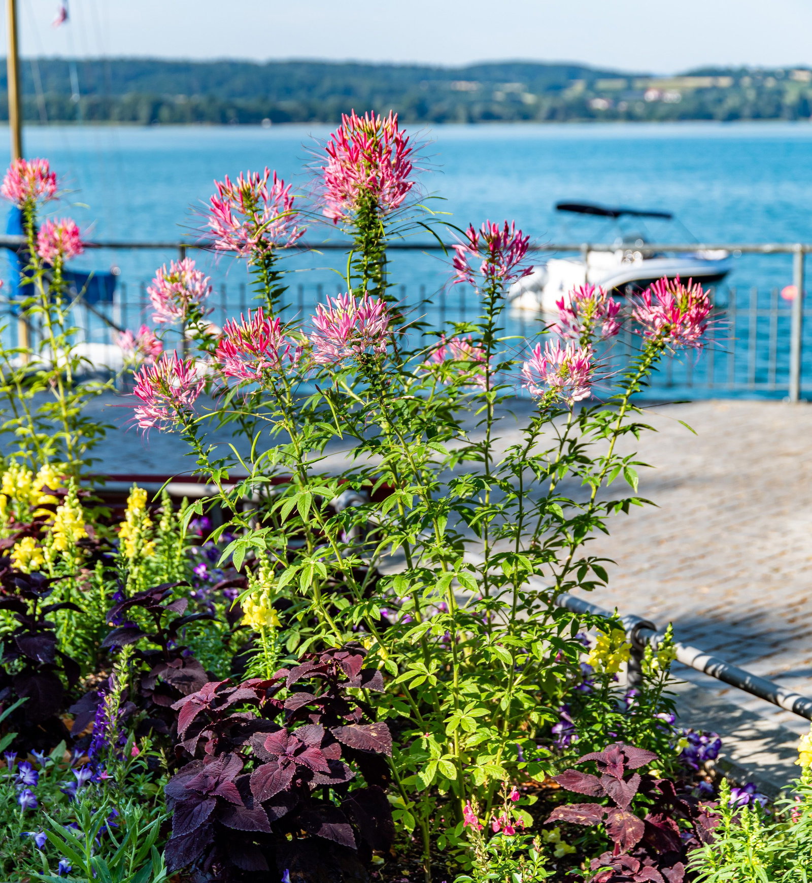 Spinnenpflanzen Mischung - Kiepenkerl Cleome spinosa Spinnenpflanzen  Mischung gnstig kaufen