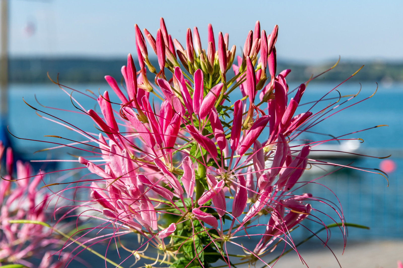Spinnenpflanzen Mischung - Kiepenkerl Cleome spinosa Spinnenpflanzen  Mischung gnstig kaufen
