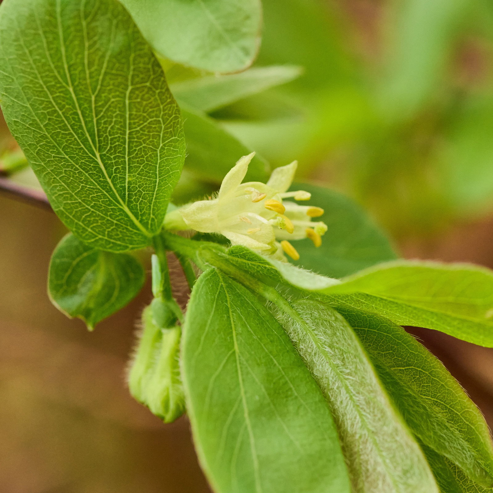 Heckenkirsche - Lonicera caerulea Bergsaphir gnstig kaufen