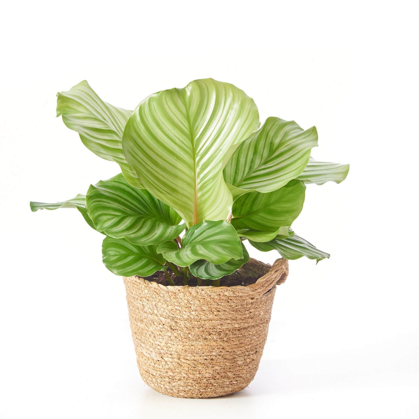 Rundblttrige Korbmarante - Calathea orbifolia gnstig kaufen