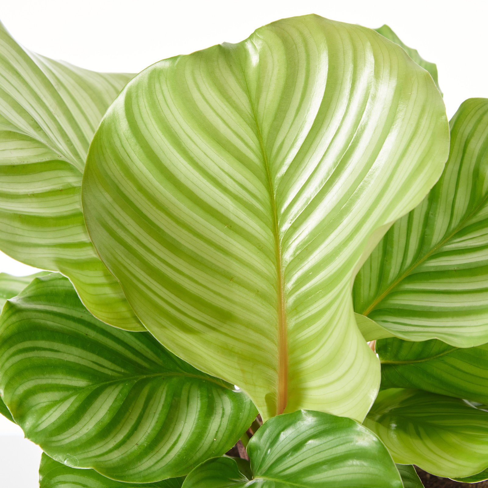 Rundblttrige Korbmarante - Calathea orbifolia gnstig kaufen
