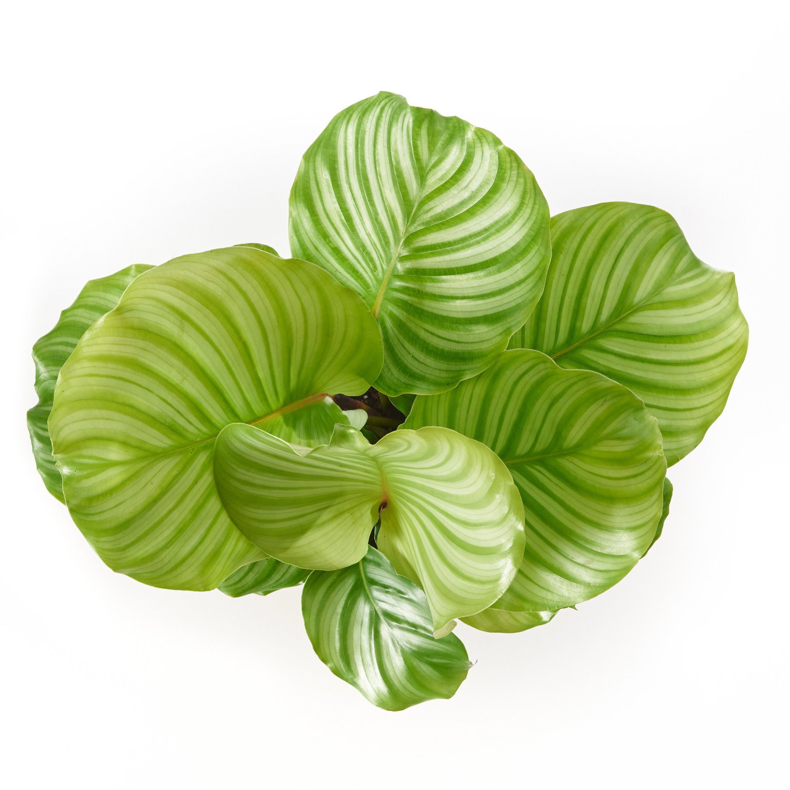 Rundblttrige Korbmarante - Calathea orbifolia gnstig kaufen