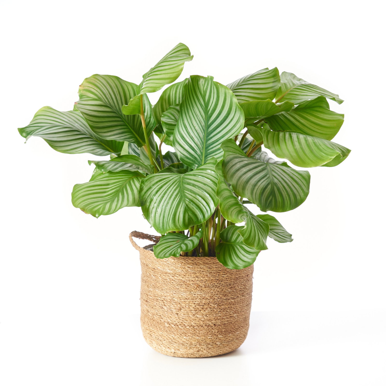 Rundblttrige Korbmarante - Calathea orbifolia gnstig kaufen