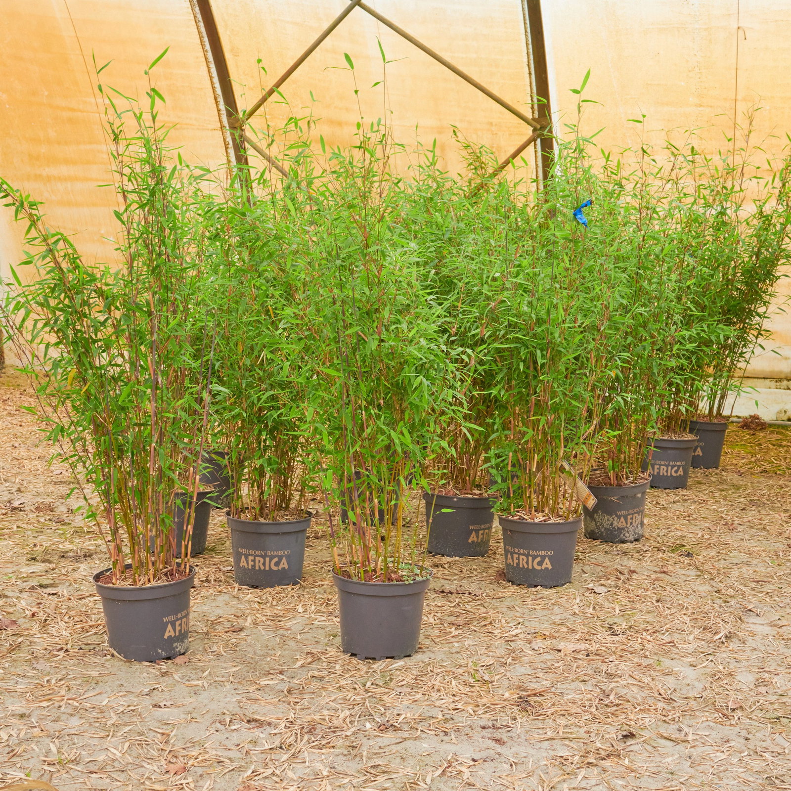 Bambus Violett Woods  - Fargesia species Violett Woods  gnstig kaufen