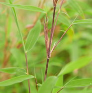 Bambus Violett Woods  - Fargesia species Violett Woods  gnstig kaufen
